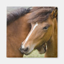 Pesquisar por mare imas Égua