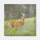 Pesquisar por odocoileus imas Natureza