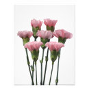 Pesquisar por cravo cor de rosa pôsteres pósteres Floral
