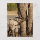 Pesquisar por elefante africano cartoes postais África