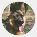Pesquisar por pastor alemão adesivos Cão