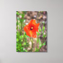 Pesquisar por papoilas impressão de canvas Flores
