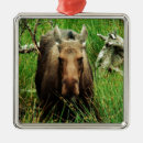 Pesquisar por canadense ornamentos Natureza
