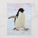 Pesquisar por antarctica cartoes postais Península antárctica
