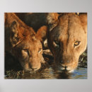 Pesquisar por panthera leo pôsteres pósteres Botswana
