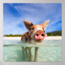 Pesquisar por leitão pôsteres pósteres Porco