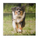 Pesquisar por cão pastor azulejos Animal