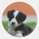 Pesquisar por border collie adesivos Prumo e pam langrish