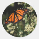 Pesquisar por borboleta adesivos Laranja