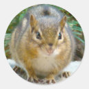 Pesquisar por chipmunk adesivos Animais selvagens