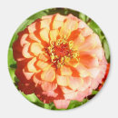 Pesquisar por alaranjado da flor imas Bonito