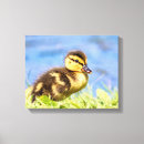 Pesquisar por patinho impressão de canvas Animal