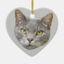 Pesquisar por cat animais estimação memoriais Foto