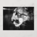 Pesquisar por panteras pretas cartoes postais Gato grande