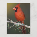 Pesquisar por cor do homem cartoes postais Retrato