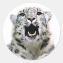 Pesquisar por neve leopardo adesivos Animal