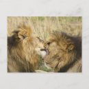 Pesquisar por masai mara Comportamento