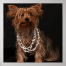 Pesquisar por do yorkshire terrier artes pósteres Qualquer pessoa