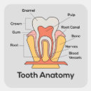 Pesquisar por dentes adesivos Doutor