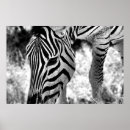 Pesquisar por zebra pósteres Qualquer pessoa