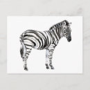 Pesquisar por zebra cartoes postais Animais