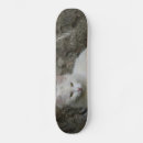 Pesquisar por gato branco skates Animal