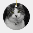 Pesquisar por olhos verdes ornamentos Animal