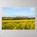 Pesquisar por agricultura pôsteres pósteres Canola