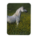 Pesquisar por cavalo árabe imas Em pé