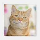 Pesquisar por animal louco imas Gato