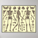 Pesquisar por esqueleto pósteres Anatomia