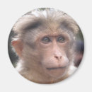 Pesquisar por cara do macaco imas Humor