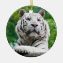 Pesquisar por tigres ornamentos Natureza