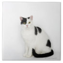 Pesquisar por gato preto azulejos Animal