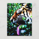 Pesquisar por tigre preto e branco cartoes postais Laranja