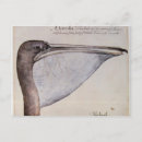 Pesquisar por pelicanos brancos cartoes postais Bico