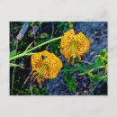 Pesquisar por tiger cartoes postais Lily de tigre