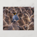 Pesquisar por arte do pinguim cartoes postais Natureza