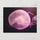 Pesquisar por medusa cartoes postais Natureza