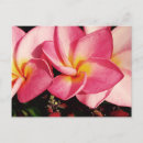 Pesquisar por plantas havaianas cartoes postais Plumeria
