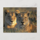 Pesquisar por botswana cartoes postais Vida selvagem