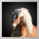 Pesquisar por haflinger pósteres Pônei