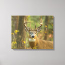 Pesquisar por wildlife impressão de canvas Antlers