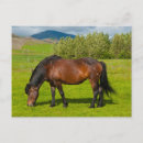 Pesquisar por cavalo islandês cartoes postais Fazenda