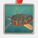 Pesquisar por américa central ornamentos Animal