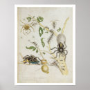 Pesquisar por arte do graff Merian