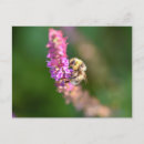 Pesquisar por bumble bee cartoes postais Natureza