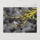 Pesquisar por solitário cartoes postais Pássaro