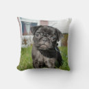 Pesquisar por pug chinês Cachorro