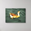Pesquisar por pato branco impressão de canvas Lago